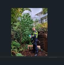 Nachtmerrie voor elke cannabis buitenkweker