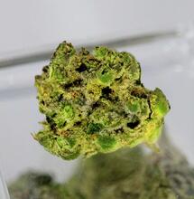 Nadhodnocování obsahu THC už řeší v Kalifornii