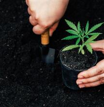 Nadmierne nawożenie