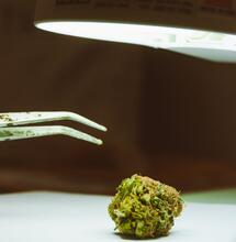 Najlepiej sprzedające się odmiany w 2022