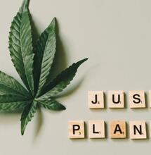 Najlepsze odmiany marihuany na sen