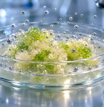 Nanocząstki srebra uruchamiają produkcję THC i CBD w komórkach konopi