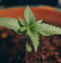 Natural Fertilisers for Cannabis