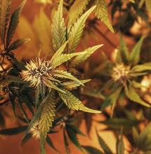 Naturalne składniki odżywcze stymulujące uprawę