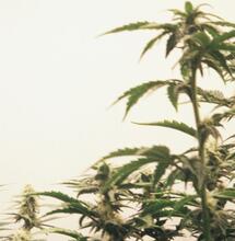 Nawozy mineralne czy organiczne?