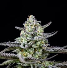 odrůdy konopí pro začátečníky