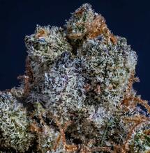 Nejlepší odrůdy roku 2024