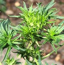 Australian bastard cannabis - Nejpodivnější odrůdy konopí, které asi neznáte