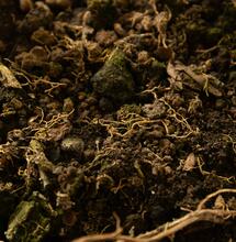 Understanding Nematodes in Cannabis: How to Identify Beneficial Parasites