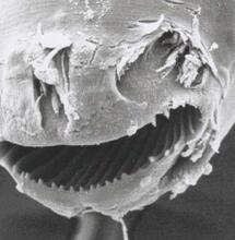 Sous la surface : l’étonnant rôle des nématodes