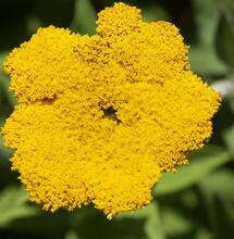 Není to konopí, ale má to kanabinoidy!