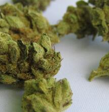 Die Linke fordert weitere Reformen der deutschen Cannabispolitik