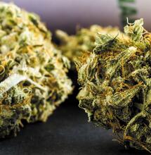 Neuropatia i medyczna marihuana