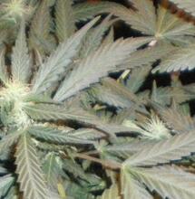 Les flavonoïdes du cannabis : des anti-douleurs 30 fois plus puissants que l’aspirine