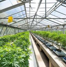 New York state regulators approve 52 marijuana growing licenses to hemp businesses.