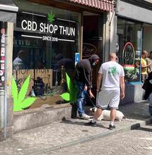 Nieuw Zwitsers wetsvoorstel voor legalisering cannabis