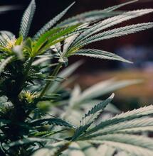 Niskie dawki CBD mogą chronić serce noworodków przed uszkodzeniami tlenowymi