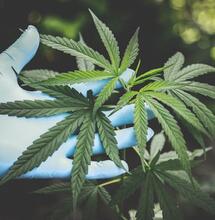 Nitrogen and Phosphorous Deficiencies in Cannabis Plants