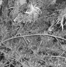 Roger Adams (1889-1971)