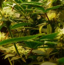 Des scientifiques italiens découvrent deux nouveaux cannabinoïdes