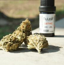 Nová studie: Terpeny jsou klíče k endokanabinoidnímu systému