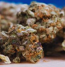 Nowe badanie: CBD nie redukuje haju