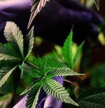 Nowe badanie dostarcza dowodów na efekt świty konopi indyjskich