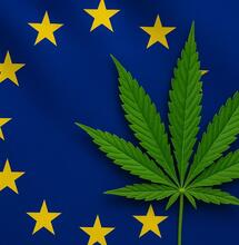 Nowe regulacje CBD w Europie? EFSA prosi o dane i opinie