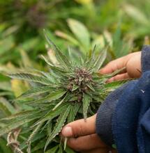 Nowy związek aromatyczny odkryty w marihuanie