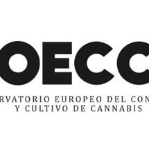 Expertos piden que la futura regulación de la marihuana medicinal sea inclusiva y con diversas vías de acceso