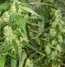  L’OFDT publie un rapport sur les essais pilotes en Suisse