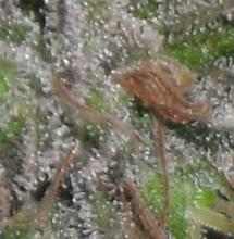 OG Kush - The North American Superstar