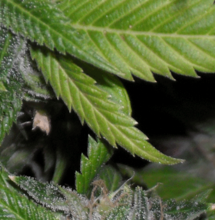 OG Kush