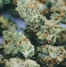 ONU cambia estatus del cannabis