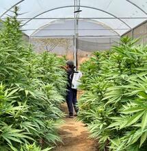 Mexique : un cannabis club à Oaxaca