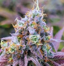 Odległość między oświetleniem a roślinami