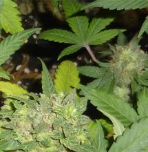 Publication du nouveau rapport de l’OFDT