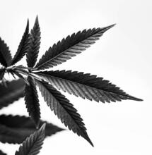 Oklahoma Rejects Legalization Referendum