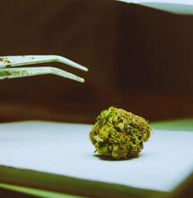 OldSkool i NewSkool na współczesnym rynku marihuany