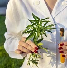 Estratto Secco di Cannabis: la rivoluzione terapeutica