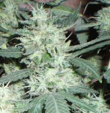 L’appel du 18 Joint  2022 à Paris et à Poitiers