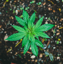 Can Weed Help a Hangover?