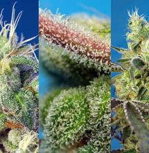 Do-Sweet-Dos® de Sweet Seeds®