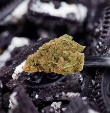 Oreoz: genetica cremosa basata sui "cookies"