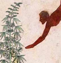  Les origines de la prohibition du cannabis