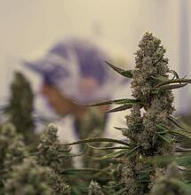 F1 Hybrid Cannabis Cultivars Deliver Record Yield of 1.8 kg per m² in CRIC Labs Trial