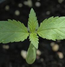 Guide officiel de la culture du cannabis en extérieur (2025)