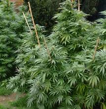 Culture outdoor : les meilleurs terroirs français