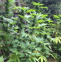 La culture extérieure en région parisienne