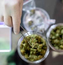 Overproductie wiet in Canada zet door: 611 ton cannabis vernietigd